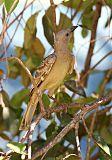 Great Bowerbird